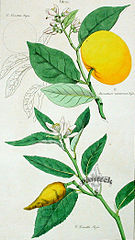 Citrus Plant Drawing