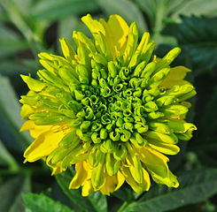 African Marigold Flower