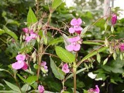 Peru Balsam Plant