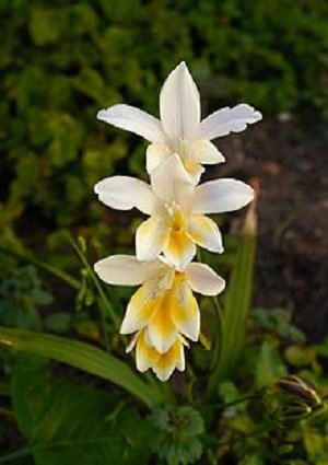 White Freesia Alba Plant