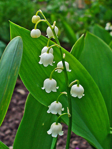 Lily of the Valley Plant