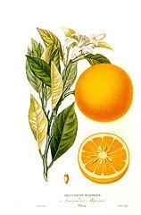 Orange Fruit