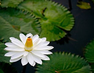 White Lotus Flower