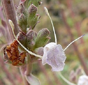 White Sage Plant